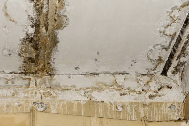 Mishawaka, IN Mold Inspection, Removal & Remediation Company